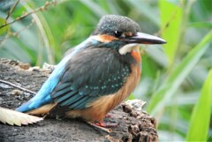 用水路のカワセミ♀若鳥・・初個体 