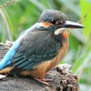 用水路のカワセミ♀若鳥・・初個体 