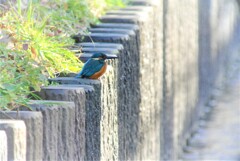 用水路のカワセミ♂