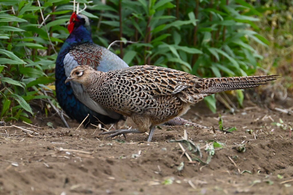 菜園・キジ♂♀