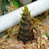 東久留米散策・ タケノコ