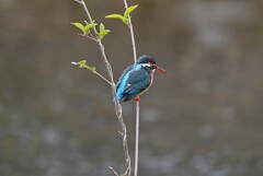 K川中流域・カワセミ♀ 