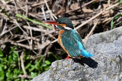 Ｋ川中流域・♂に答えるカワセミ♀