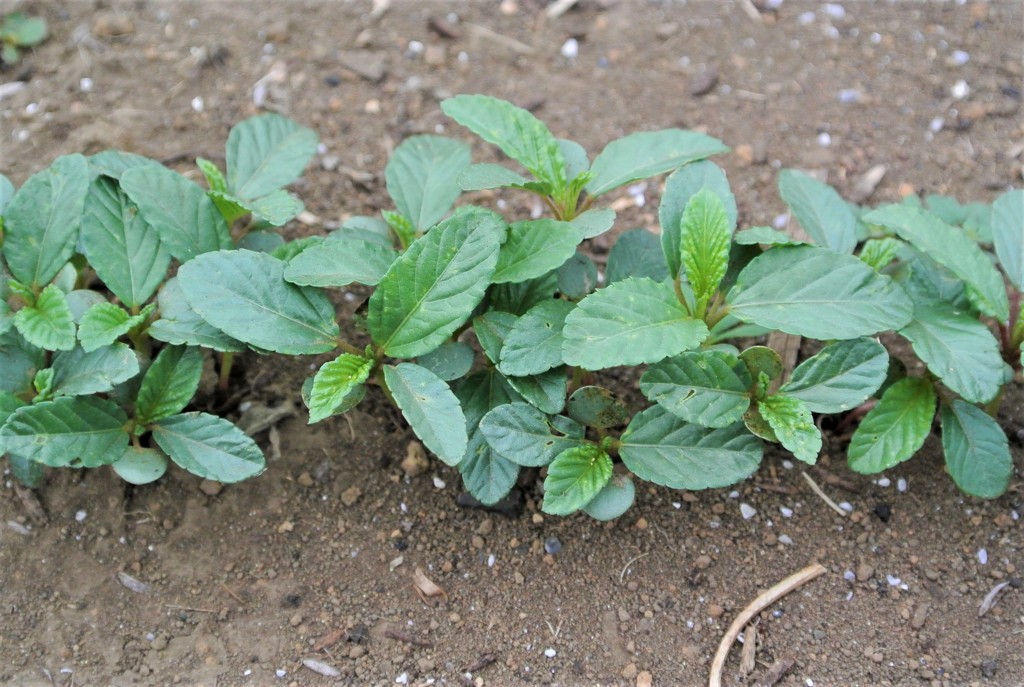 モロヘイヤの苗