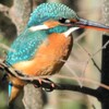 用水路・カワセミ♀