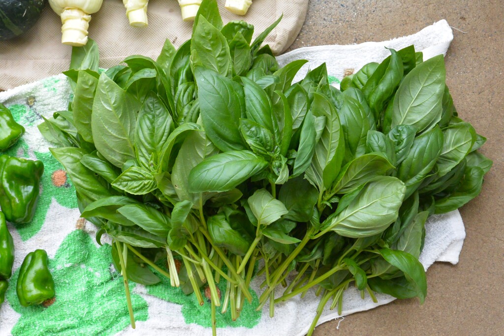 菜園・7月4日のバジル収穫