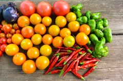 菜園・8月8日の中玉トマト、トウガラシなど収穫