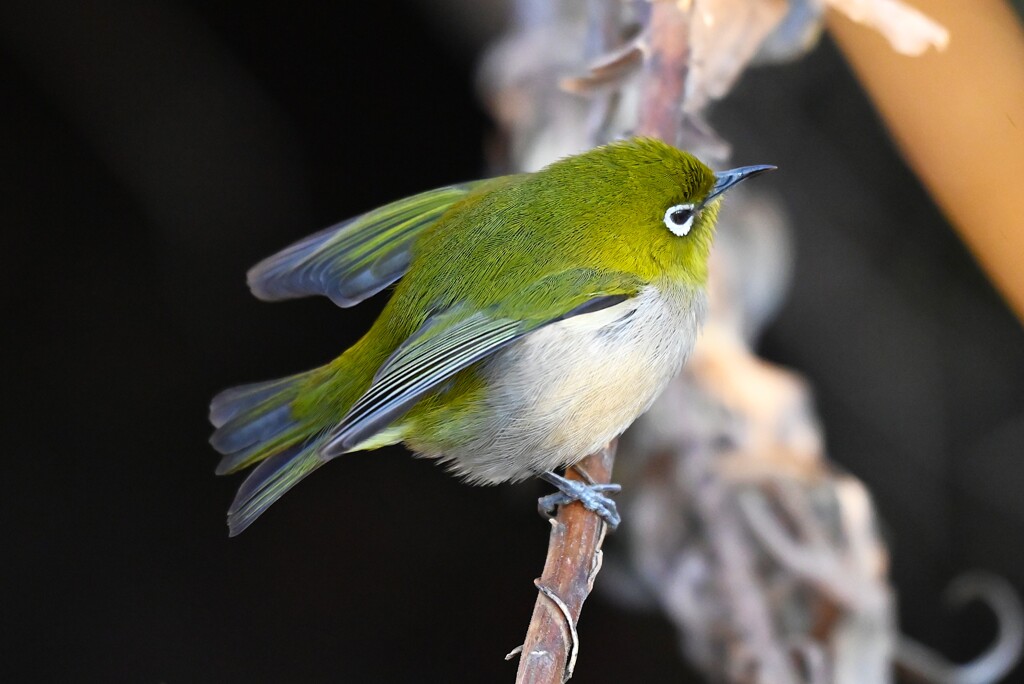 用水路・メジロ