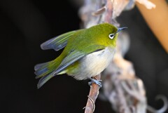 用水路・メジロ