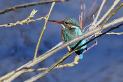 K川・中流域のカワセミ♀ 