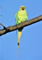 3羽で近づく繁殖前のワカケホンセイインコ