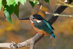 K川・カワセミ♀若