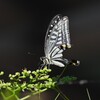 用水路・傷ついたアゲハチョウ