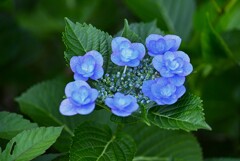 K川下流域沿道・八重飾り花のガクアジサイ