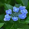 K川下流域沿道・八重飾り花のガクアジサイ