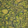 Ｋ川中流域・群れになるオイカワたち