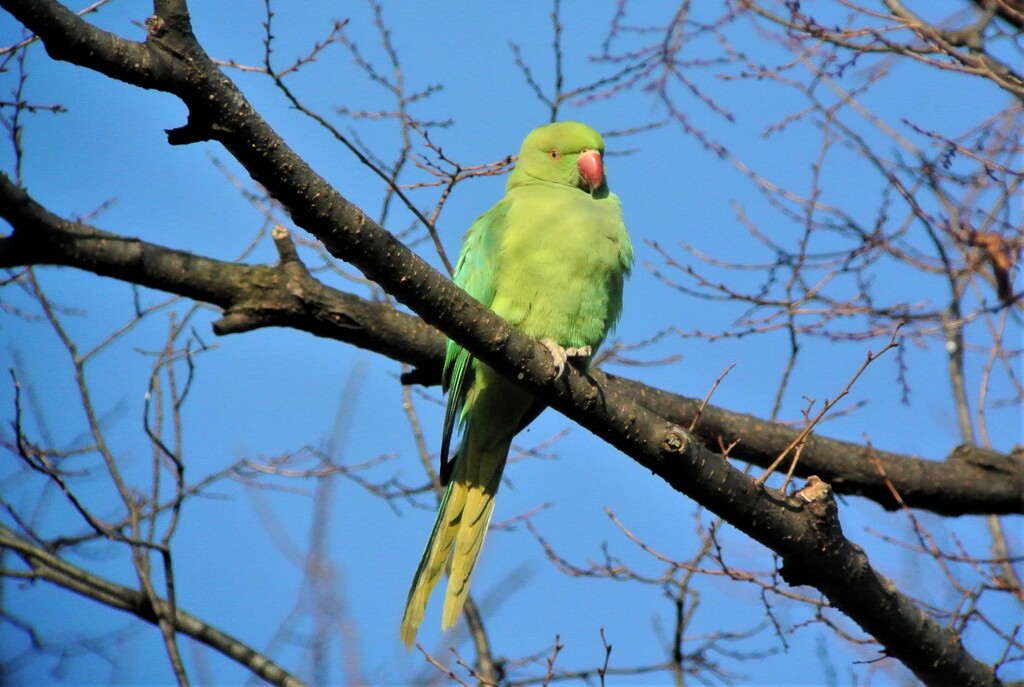 3羽で近づく繁殖前のワカケホンセイインコ.