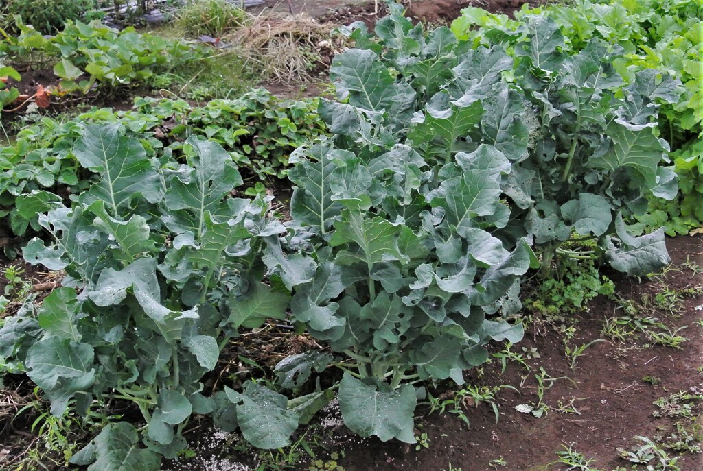 ブロッコリー(スティック)