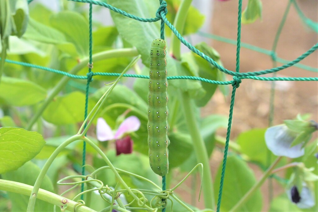 エンドウに付いたアオムシ