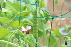 エンドウに付いたアオムシ