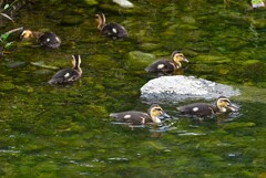 K川下流域・カルガモひな6羽