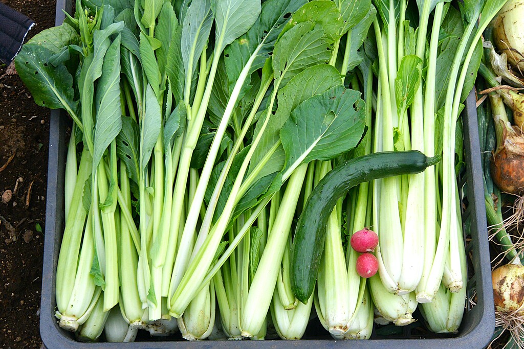 菜園・コマツナ、初キュウリ、二十日大根2個