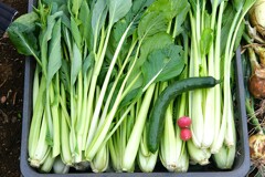菜園・コマツナ、初キュウリ、二十日大根2個