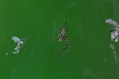 用水路・生まれたてのジョロウグモ