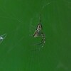 用水路・生まれたてのジョロウグモ