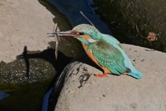 都内公園・S川のカワセミ♂化け物ドジョウを捕る