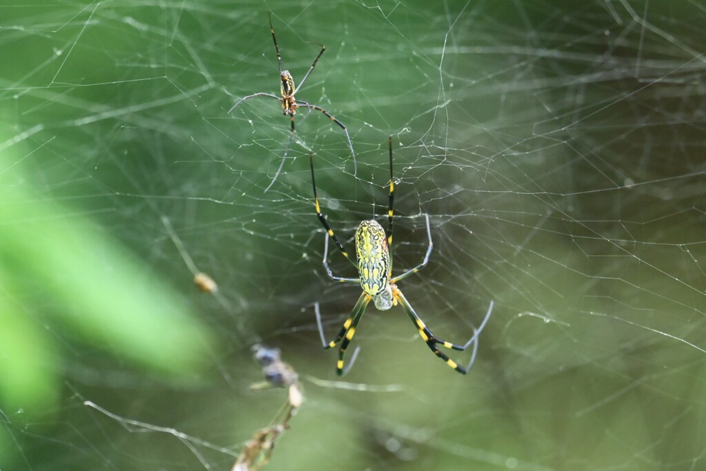 ジョロウグモ夫婦