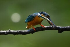 都内公園・カワセミお父さん捕食から給餌咥えまで・・ 