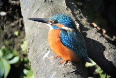 ちょいオオ・カワセミ