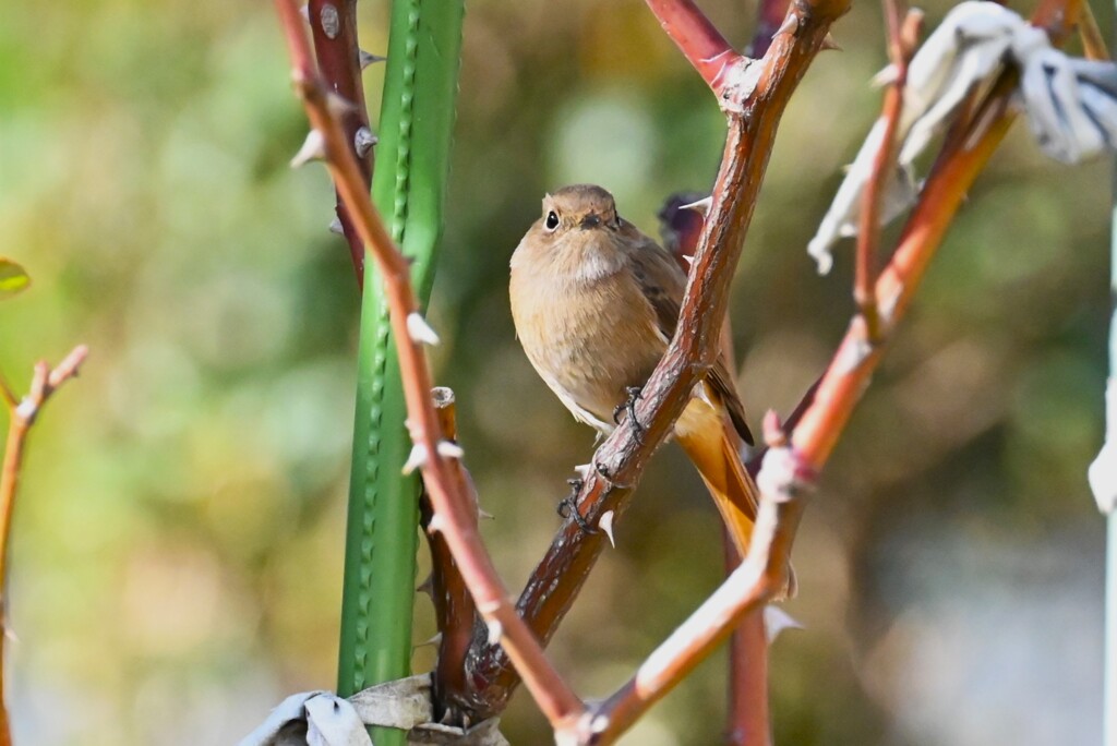 我家の横で・ジョウビタキ♀