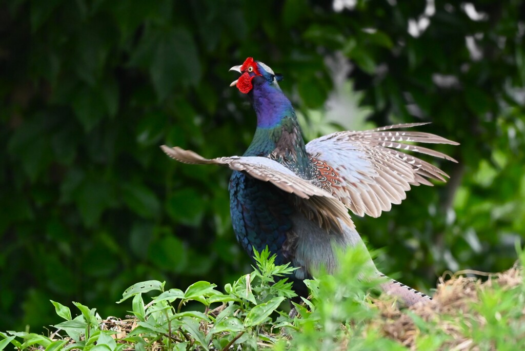 菜園・5月キジ♂ホロ打ち（2回目）