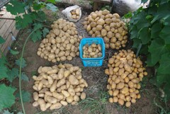 菜園・ジャガイモ、今季最後の収穫