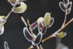 2月21日 (K川・咲き始めたネコヤナギ)