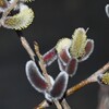 2月21日 (K川・咲き始めたネコヤナギ)
