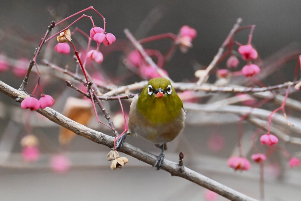 用水路・マユミの実を食べるメジロ