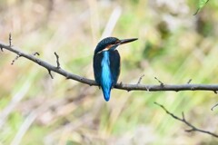 K川・カワセミ♀ 
