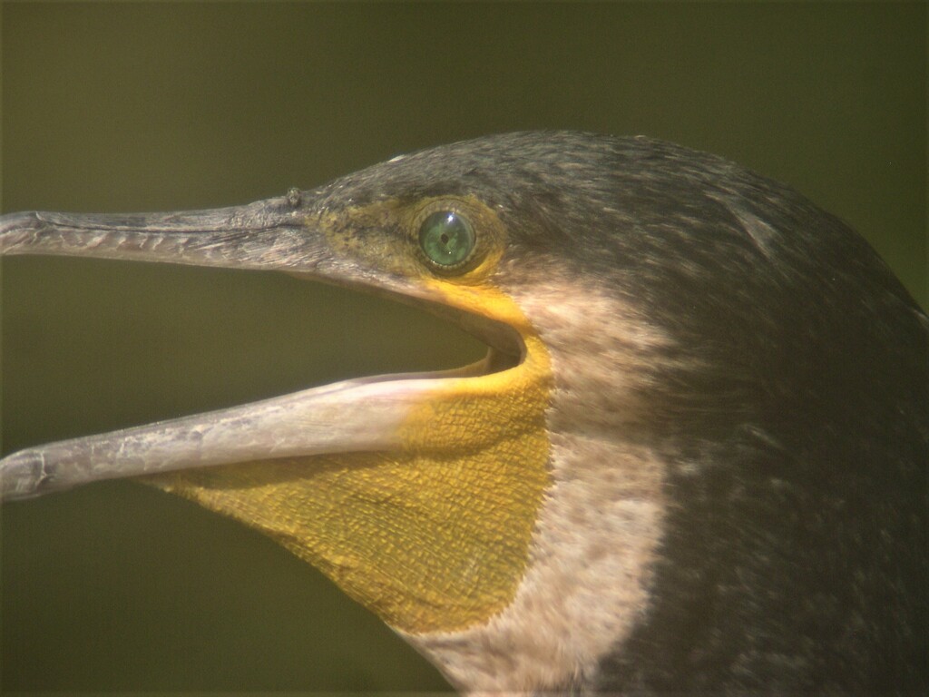 カワウ