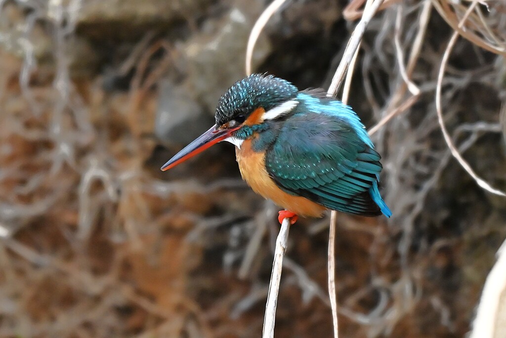 K川中流域・カワセミ♀ 
