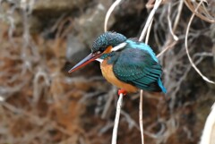 K川中流域・カワセミ♀ 