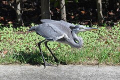 K川・アオサギ若飛び出しスタンバイ