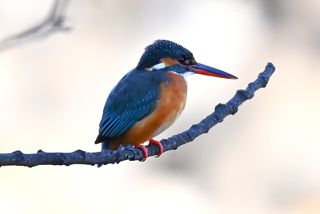 Ｋ川中流域・カップルの♀若