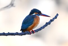 Ｋ川中流域・カップルの♀若