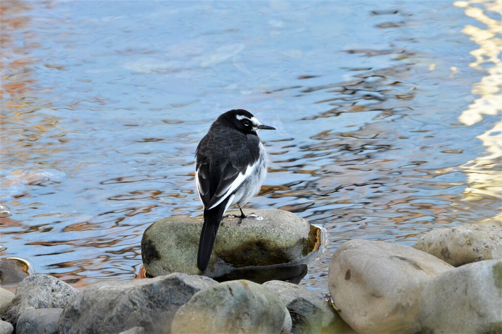 セグロセキレイ