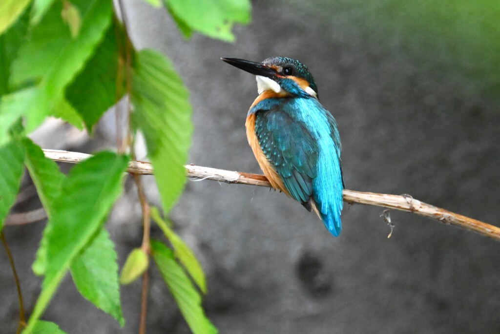 用水・大サービス！カワセミ♂ 