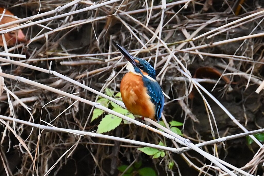 Ｋ川中流域・カワセミ♂若 