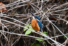Ｋ川中流域・カワセミ♂若 